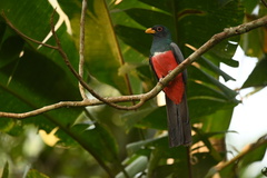 Trogon melanurus