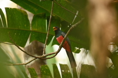 Trogon melanurus