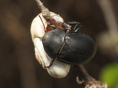 Ablattaria laevigata