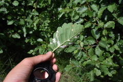 Acalitus brevitarsus