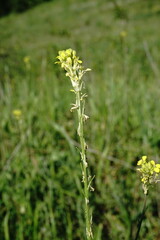 Erysimum cuspidatum