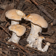 Hydnum repandum