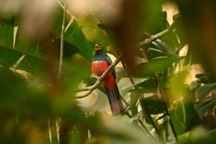 Trogon melanurus