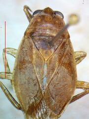 Belostoma micantulum