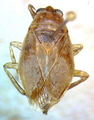 Belostoma micantulum