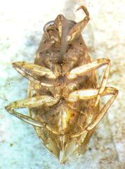 Belostoma micantulum