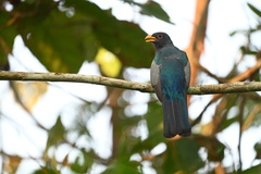 Trogon melanurus