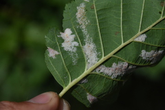 Acalitus brevitarsus