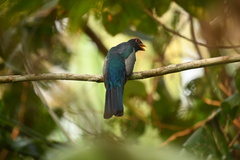 Trogon melanurus