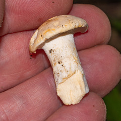 Hydnum repandum