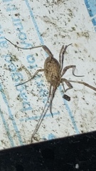 Paroligolophus agrestis