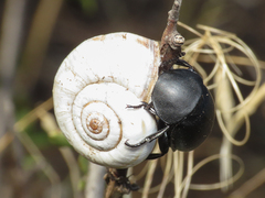 Ablattaria laevigata