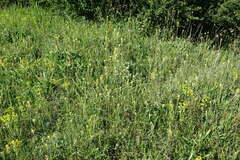 Erysimum cuspidatum