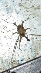 Paroligolophus agrestis