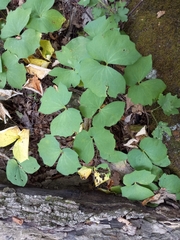 Jeffersonia diphylla