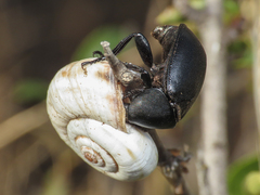 Ablattaria laevigata