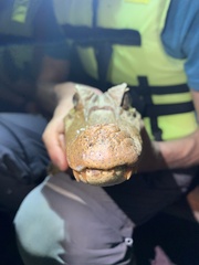 Caiman crocodilus