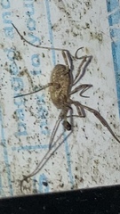 Paroligolophus agrestis