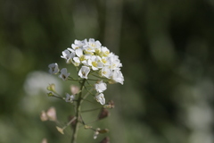 Capsella grandiflora