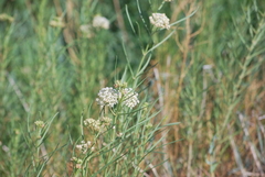 Asclepias subverticillata