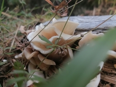 Pleurocybella porrigens