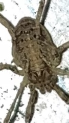 Paroligolophus agrestis