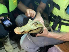 Caiman crocodilus