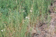 Asclepias subverticillata