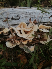 Pleurocybella porrigens