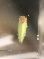 Gyponana octolineata