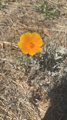 Eschscholzia californica