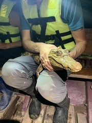 Caiman crocodilus