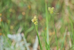 Carex cephalophora