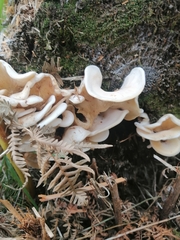 Pleurocybella porrigens