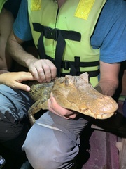 Caiman crocodilus