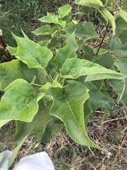 Catalpa bignonioides