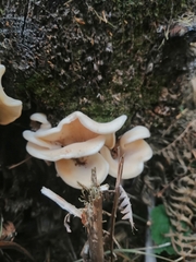 Pleurocybella porrigens