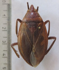 Belostoma dilatatum
