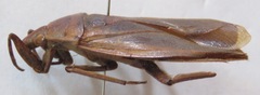 Belostoma dilatatum