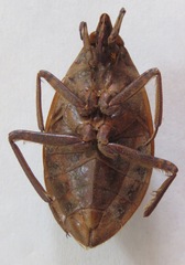 Belostoma dilatatum