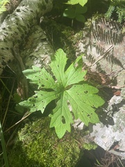 Petasites frigidus palmatus