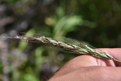 Elymus trachycaulus