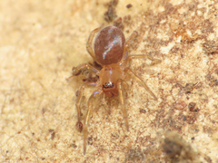 Amaurobius erberi