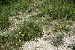 Salvia scabiosifolia