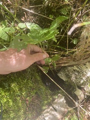 Petasites frigidus palmatus