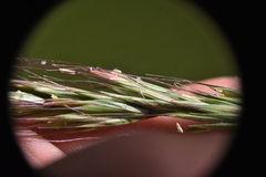 Elymus trachycaulus