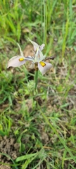 Moraea vegeta