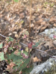 Blaesodiplosis