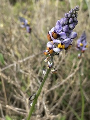 Monnina philippiana