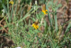 Ratibida columnifera